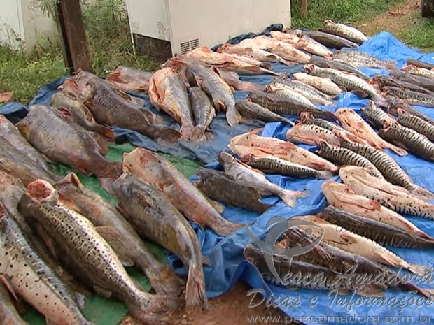 Montante de pescado apreendido reduz 300% durante a piracema no MT