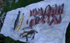 Pescado apreendido no rio Ivinhema-MS