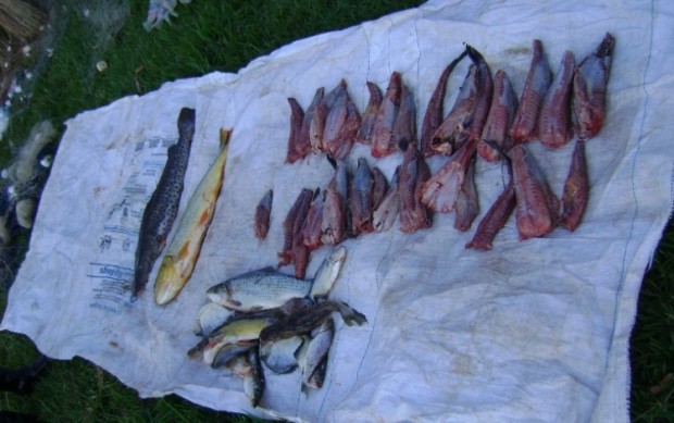 PMA de Dourados apreende quase 1 km de rede no Rio Ivinhema-MS