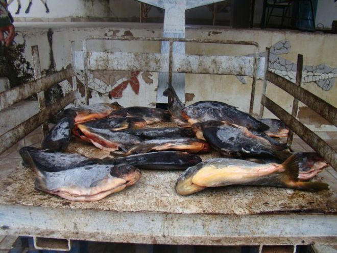 PMA autua homem por pesca e comercio ilegal de pescado no MS