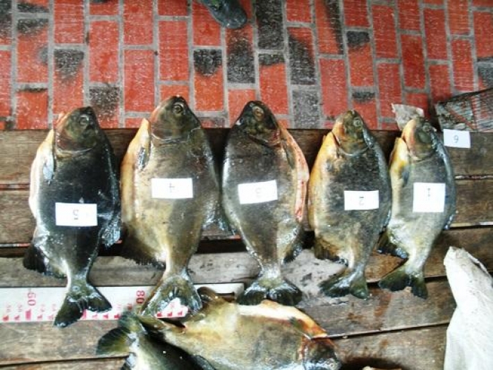 PMA prende dois homens com 269 kg de pescado ilegal no Pantanal