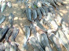 Pescado apreendido pelo SEMA estava escondido em dois municipios no MT