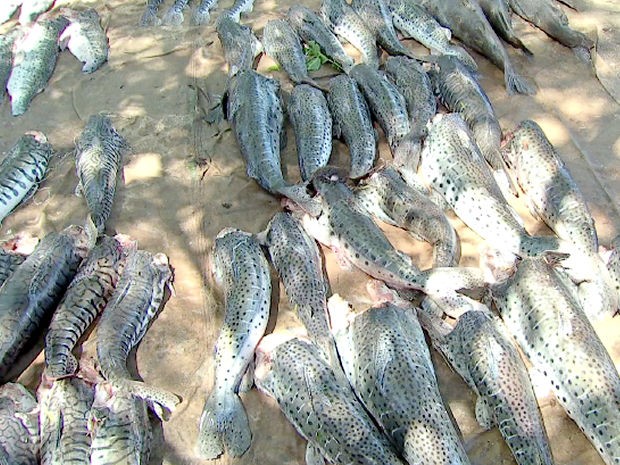 Sema apreende 283 kg de pescado irregular no MT