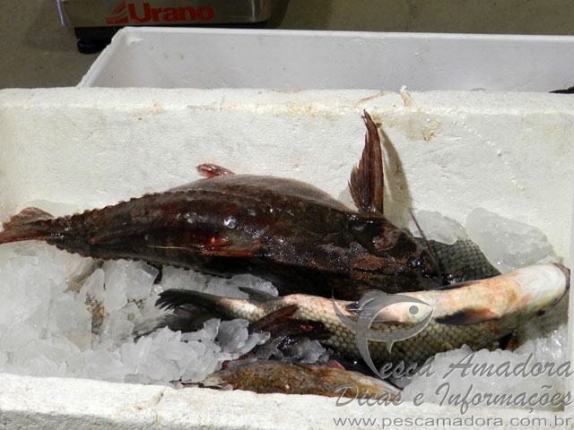 Polícia Federal apreende 48 kg de peixes e redes de pesca em Rosana-SP