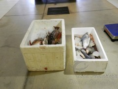 Pescado apreendidos em Rosana-SP