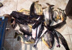 Pescado apreendino pela PMA no Rio Paraguay-MS