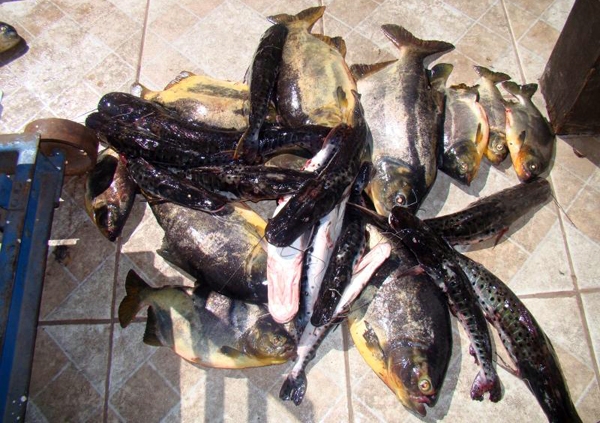 PMA prende dois irmãos por pesca predatória no Rio Paraguai-MS