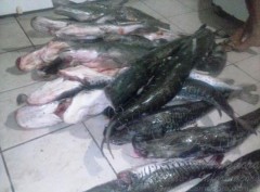 Pescado e apreendido no MS por nao conter lacre de inspecao