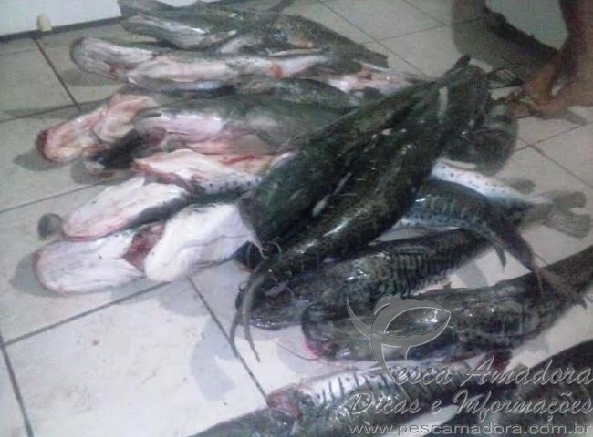 PMA apreende 145 kg de peixe sem lacre com profissional no MS