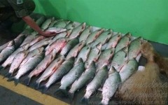 Pescado e tarrafa apreendidos em Maringa-PR