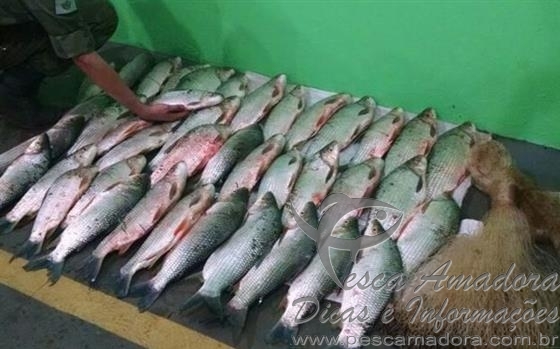 PMA apreende mais de 50kg de peixes no PR