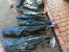 Pescado fora de medida apreendido no MS