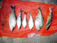 Pescado ilegal apreendido no Rio Negro-MS