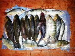 Pescado ilegal apreendido pela PRF no MS 2