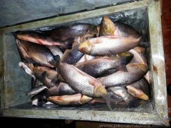 Pescado ilegal apreendido pela PRF no MS