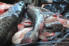 Pescado irregular apreendido em Santo Antonio do Laveger-MT