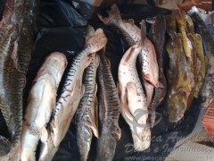 Pescado irregular apreendido no MT