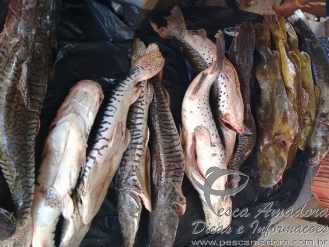 Fiscalização apreende 239 kg de pescado irregular no MT
