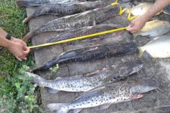 Pescado irregular apreendido no MT