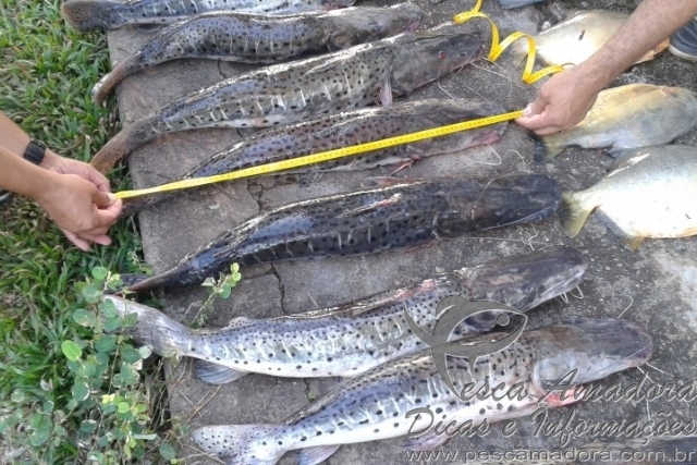 Quatro homens são presos por pescado irregular no MT