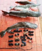 Pescado_apreendido_e_Sao_Gabriel_do_Oeste-MS_2