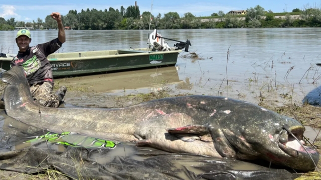 Pescador Italiano bate recorde mundial do bagre (Silurus glanis)