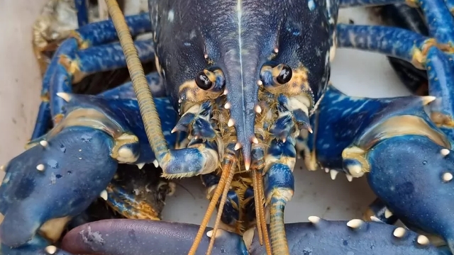Pescador captura rara lagosta azul no litoral da Escócia