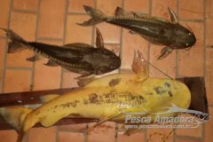 Pescador e autuado por pescar peixe abaixo da medida no Rio Taquari-MS