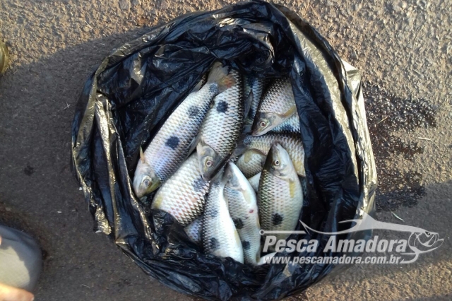 Pescador é multado em R$ 820 por pescar acima da cota no Rio Paraná em Pauliceia (SP)