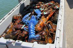 Pescador encontra rarissima lagosta azul nos Estados unidos 2