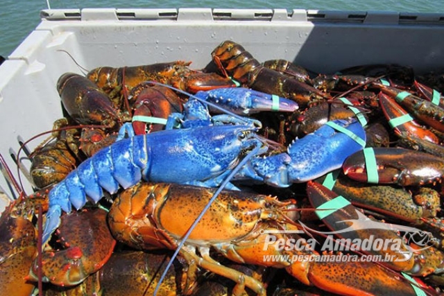 Pescador encontra raríssima lagosta azul nos Estados unidos