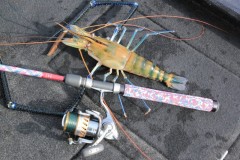 Pescador esportivo fisga especie exotica de camarao em Iguape-SP