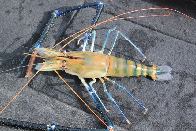 Pescador esportivo fisga espécie exótica de camarão em Iguape-SP