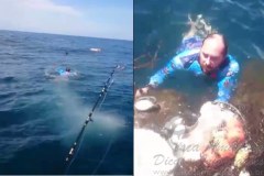 Pescador esportivo liberta tartaruga presa em rede em SC