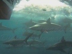 Pescador filma tubarões seguindo sua embarcacao na Austrália