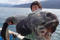 Pescador fisga peixe-lobo em Fukushima no Japao