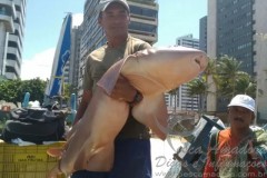 Pescadores capturam tubarao-lixa em praia de Pernambuco 2