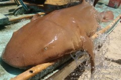 Pescadores capturam tubarao-lixa em praia de Pernambuco