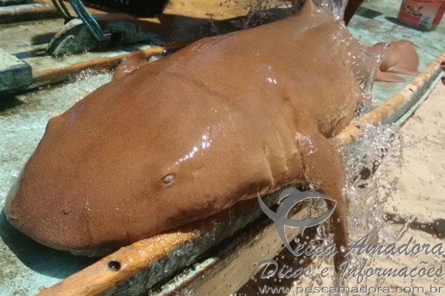 Pescadores capturam tubarão-lixa “ameaçado” em praia de Pernambuco