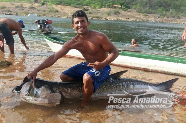 Pescadores capturam um “Tarpon” nas águas do Rio São Francisco em Piranhas-AL