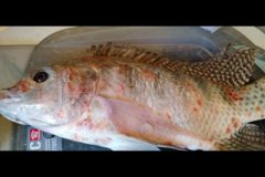 pescadores-denunciam-deformacao-de-peixes-na-foz-do-rio-doce-2