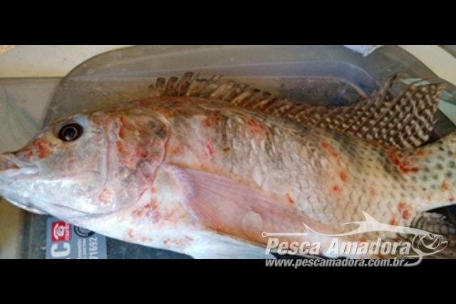 Pescadores denunciam deformação de peixes na Foz do Rio Doce