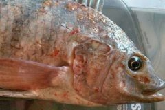 pescadores-denunciam-deformacao-de-peixes-na-foz-do-rio-doce