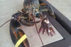 Pescadores encontram lagosta com seis pincas nos Estados Unidos