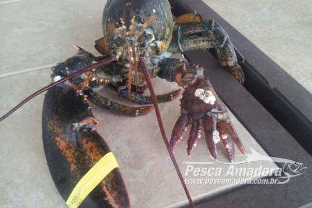 Pescadores encontram lagosta com seis pinças nos Estados Unidos