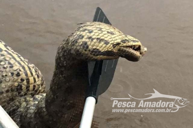 Pescadores encontram sucuri morta presa em rede de pesca no Rio Ivinhema-MS