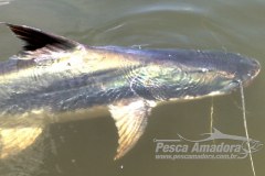 Pescadores estao confundindo filhote de piraiba e barbado no Teles Pires-MT