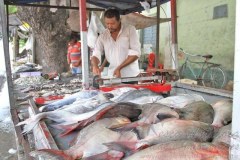 Pescadores ignoram a piracema no Piaui 2