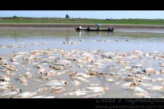 Pescadores manuseiam redes e zagaias entre os peixes mortos no AM