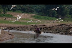 Pescadores manuseiam redes e zagaias entre os peixes mortos no AM 5